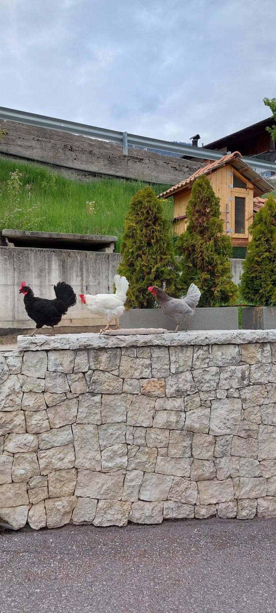 Bed and Breakfast Horse House Romallo Exterior foto